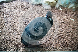 Tufted Guinea fowl, Guttera pucherani, on a background of pebbles. Birds, ornithology,