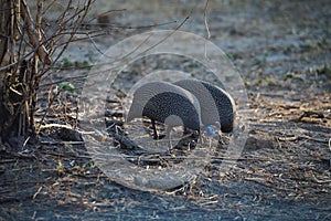 Tufted guineafowl, Numida meleagris mitratus,Bwabwata National Park, Namibia