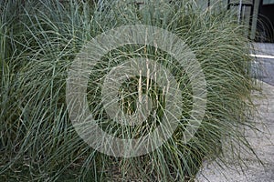 Tufted leaves of Cortaderia selloana plants