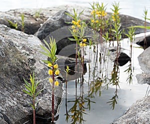 Tufted loosestrife plant growing in shallow water