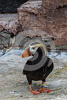 The tufted puffin