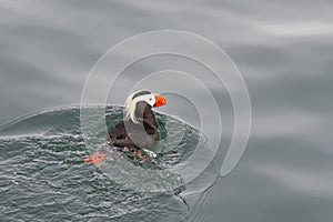 Tufted Puffin