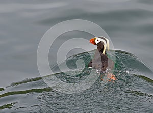 Tufted Puffin