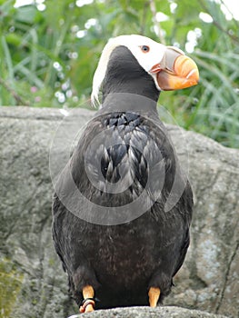 Tufted puffin,