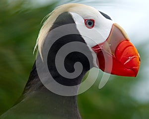 Tufted puffin