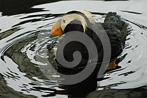 Tufted Puffin