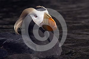 Tufted Puffin
