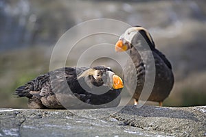 Tufted puffin birds