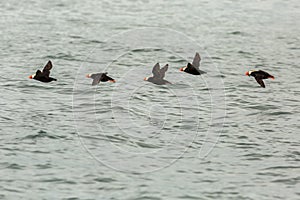 Tufted puffin fly with a fish in its beak over Pacific Ocean.