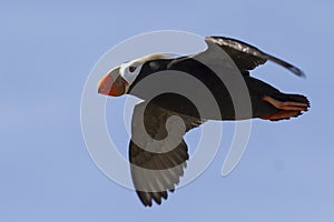 Tufted puffin flying over the island cloudless summer