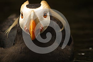 Tufted Puffin Portrait