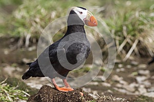 Tufted puffin sitting on a hummock near