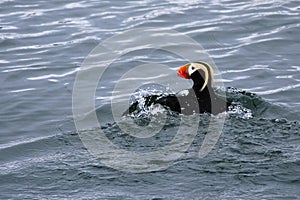 Tufted Puffin