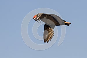 tufted puffin a transitional dress flying with a fish in its beak summer day
