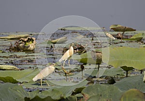 Tufted sgarza set between buttercups and chaplains photo