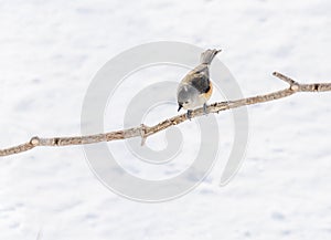 Tufted timouse bird looks curiously down with white snow background