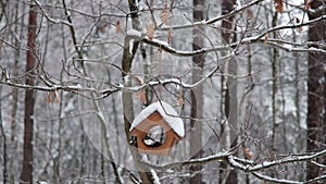 Tufted tit, nuthatch and common tit eat food from a feeder in the forest in winter