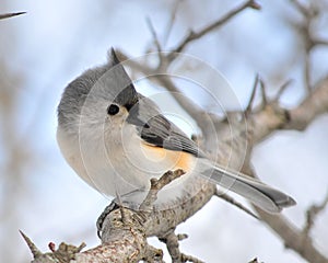 Tufted Titmouse photo