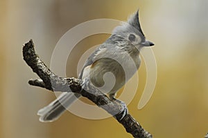 Tufted Titmouse