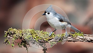 Tufted titmouse