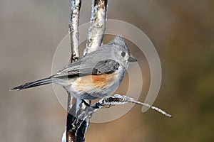 Tufted titmouse