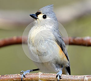 Tufted Titmouse