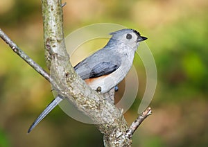 Tufted Titmouse