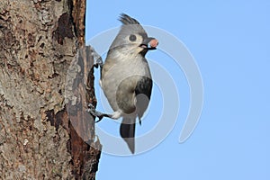 Tufted Titmouse
