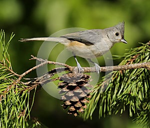 Tufted Titmouse