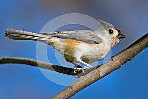 Tufted Titmouse