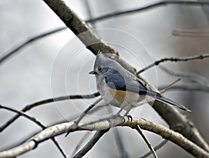 Tufted titmouse