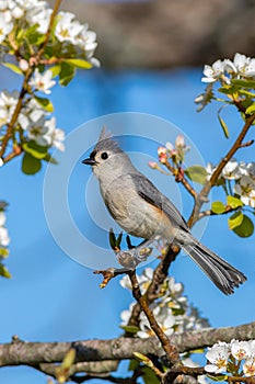 Tufted Titmouse