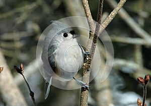 Tufted Titmouse photo