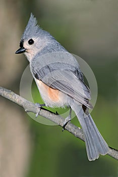 Tufted Titmouse