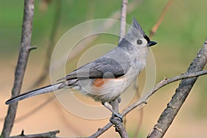 Tufted Titmouse photo