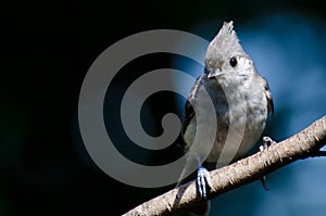 Tufted Titmouse Against a Blue Background