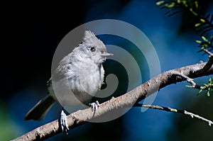 Tufted Titmouse Against A Blue Background