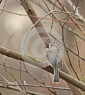 Tufted Titmouse (Baeolophus bicolor)