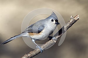 The tufted titmouse (Baeolophus bicolor)