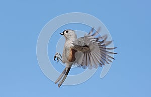 Tufted Titmouse (baeolophus bicolor) photo