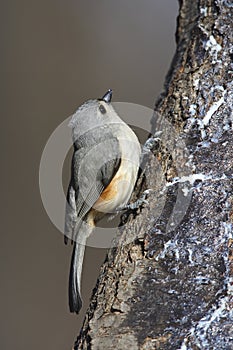 Tufted Titmouse (Baeolophus bicolor bicolor) photo