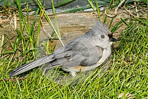 Tufted Titmouse - Baeolophus bicolor photo