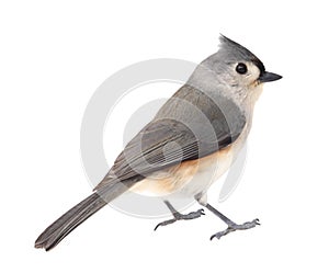 Tufted Titmouse, Baeolophus bicolor, Isolated photo