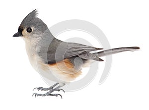 Tufted Titmouse, Baeolophus bicolor, isolated