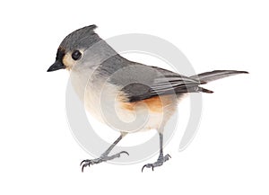 Tufted Titmouse, Baeolophus bicolor, isolated photo