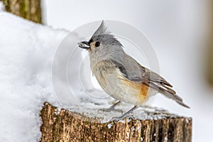 Tufted Titmouse in Winter Snow