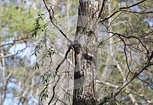 Tufted Titmouse Bird