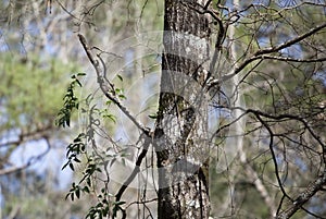 Tufted Titmouse Bird