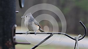 Tufted titmouse, Baeolophus Bicolor, sitting at a bird feeder