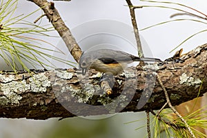Tufted Titmouse (Baeolophus bicolor)